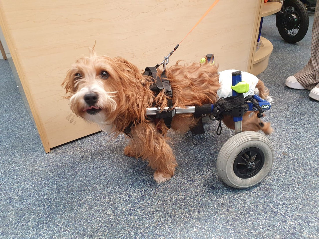 Cooper and his new wheels