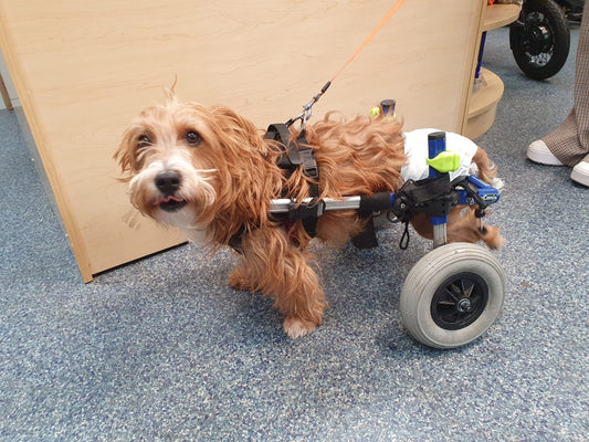 Cooper and his new wheels